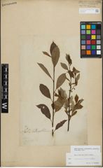 Foto von Salix myrsinifolia Salisb. x Salix phylicifolia L.